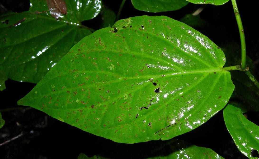 Piper holdridgeanum leaf