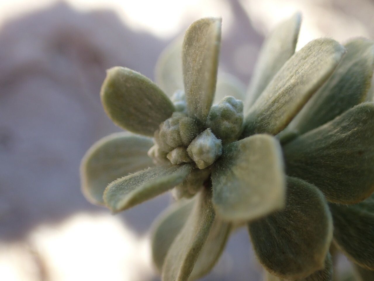 Thymelaea tartonraira leaf