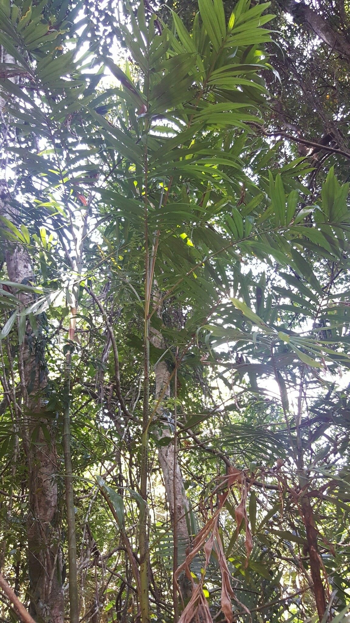 Dypsis sahanofensis — houseplant care guide