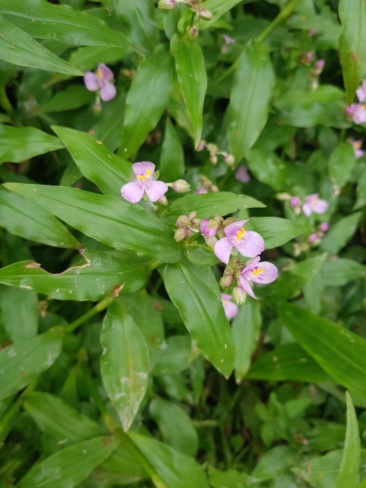 Callisia diuretica flower
