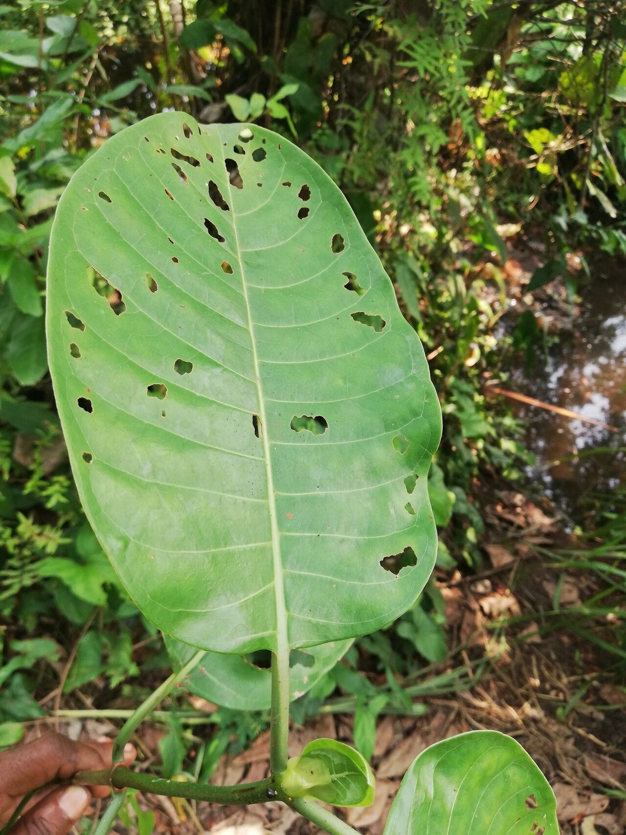 Psychotria djumaensis — houseplant care guide