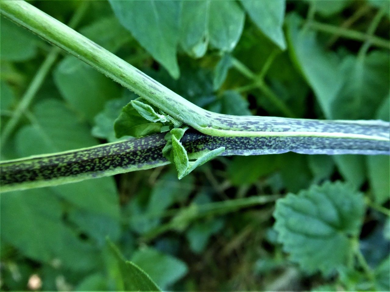 Solanum chacoense bark