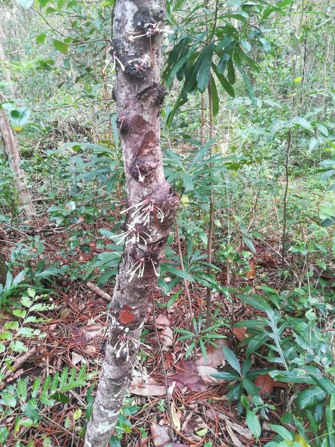 Ixora cauliflora habit
