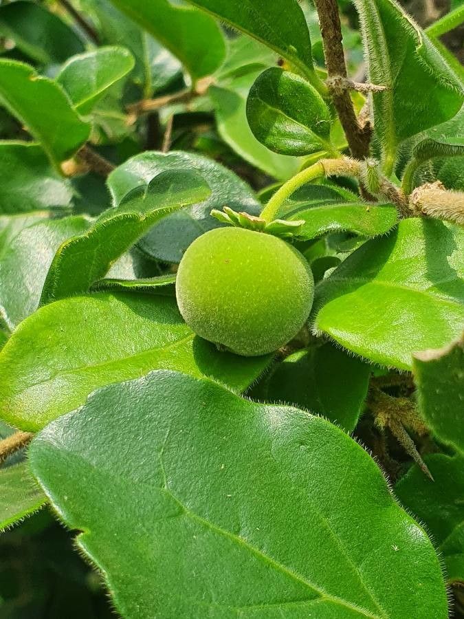 Dovyalis abyssinica fruit