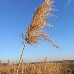 Phragmites australis