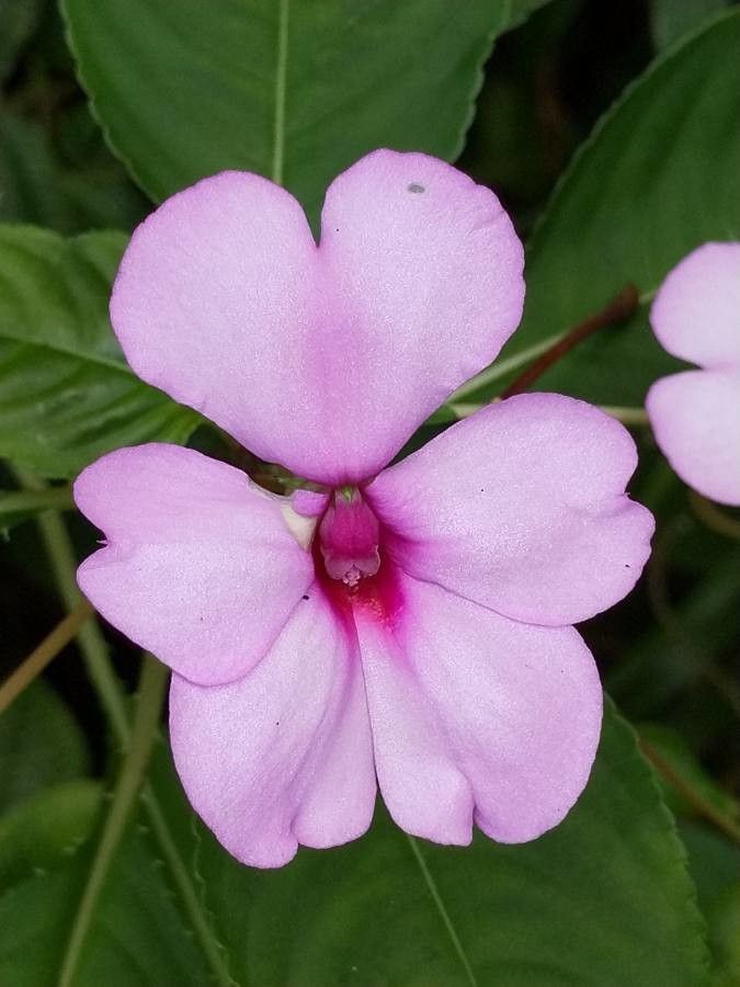 Impatiens wallerana flower