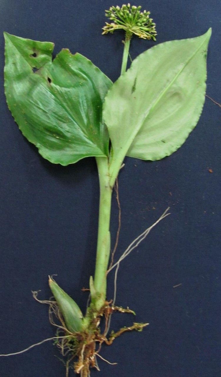 Malaxis excavata other