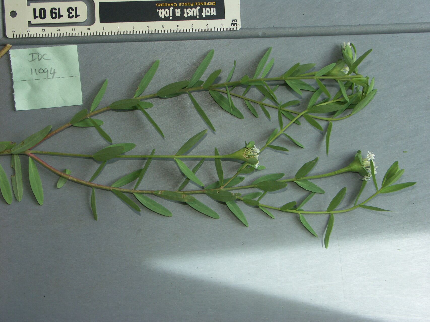 Pimelea concreta — related species from the same genus