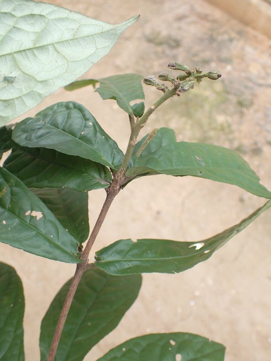 Rinorea oppositifolia — houseplant care guide