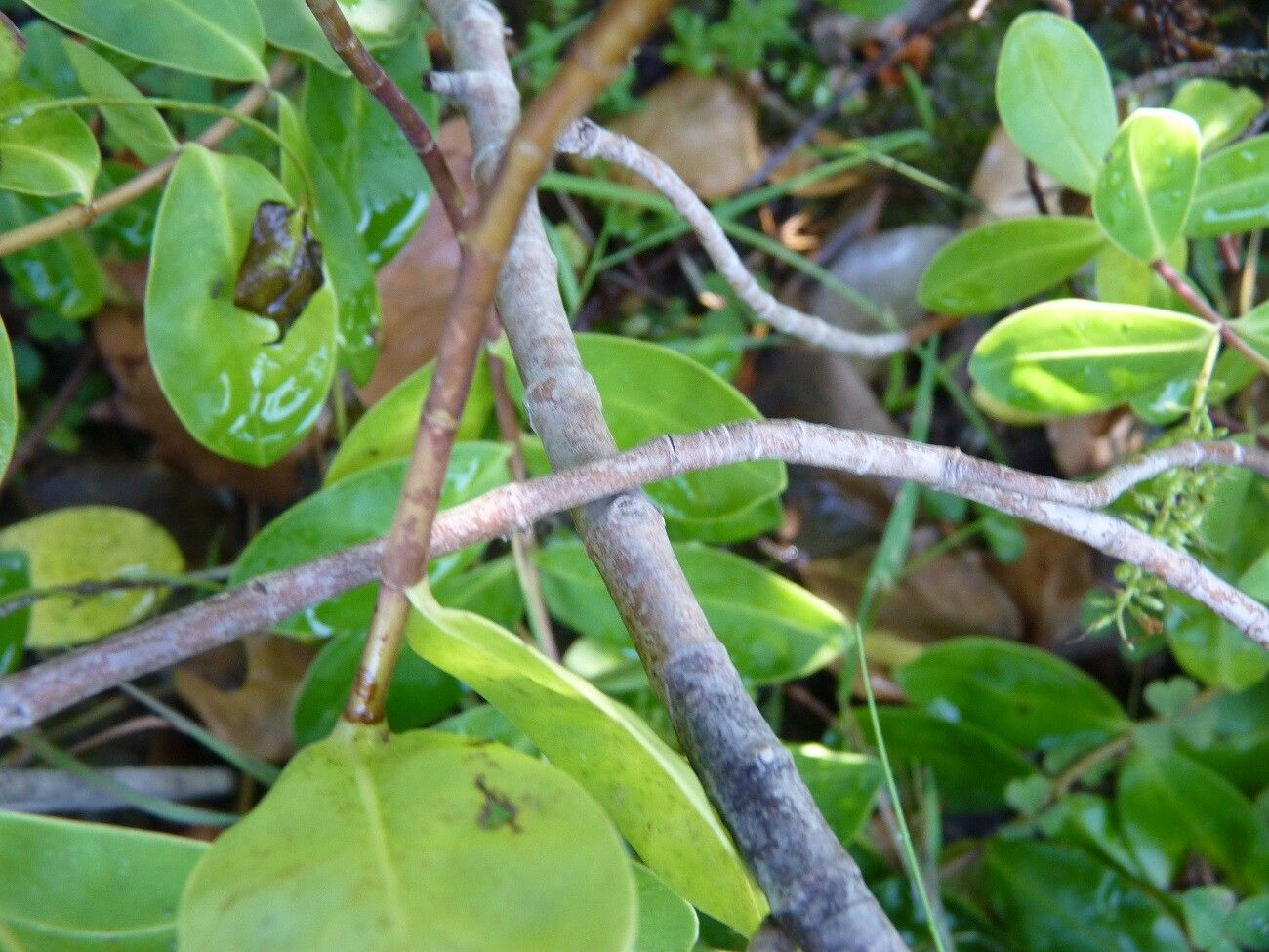 Veronica bollonsii bark
