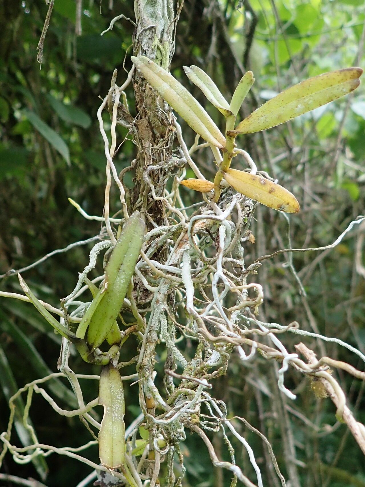 Angraecum moandense — houseplant care guide