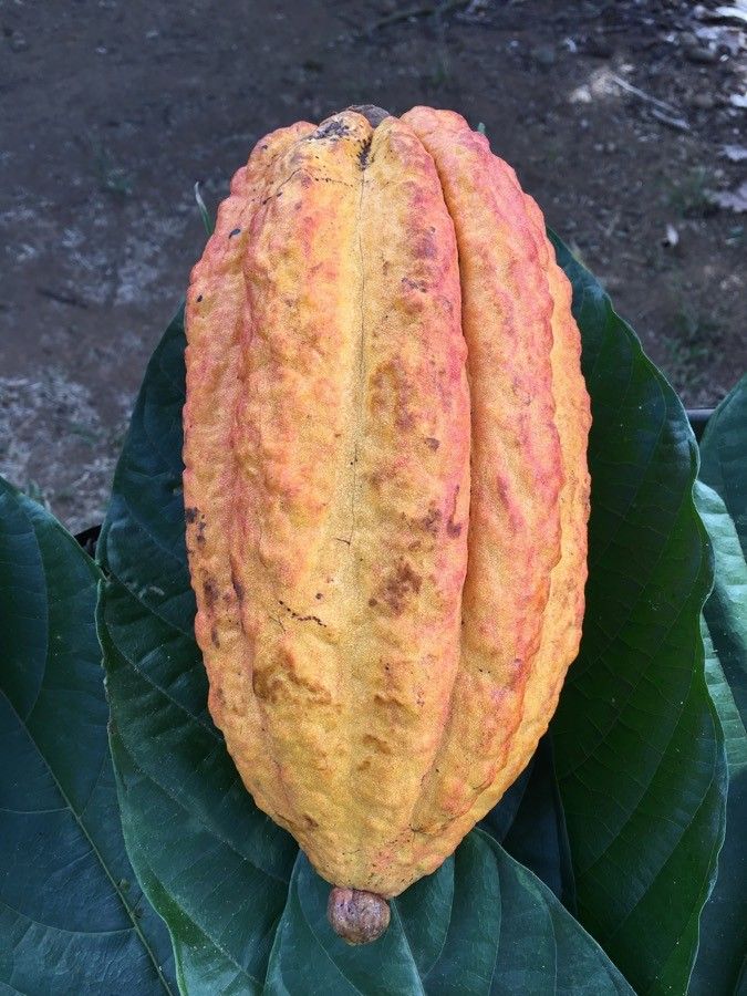 Theobroma cacao fruit