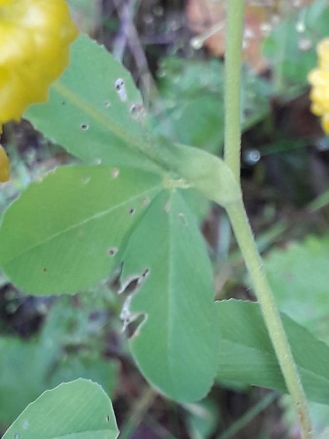 Trifolium aureum leaf