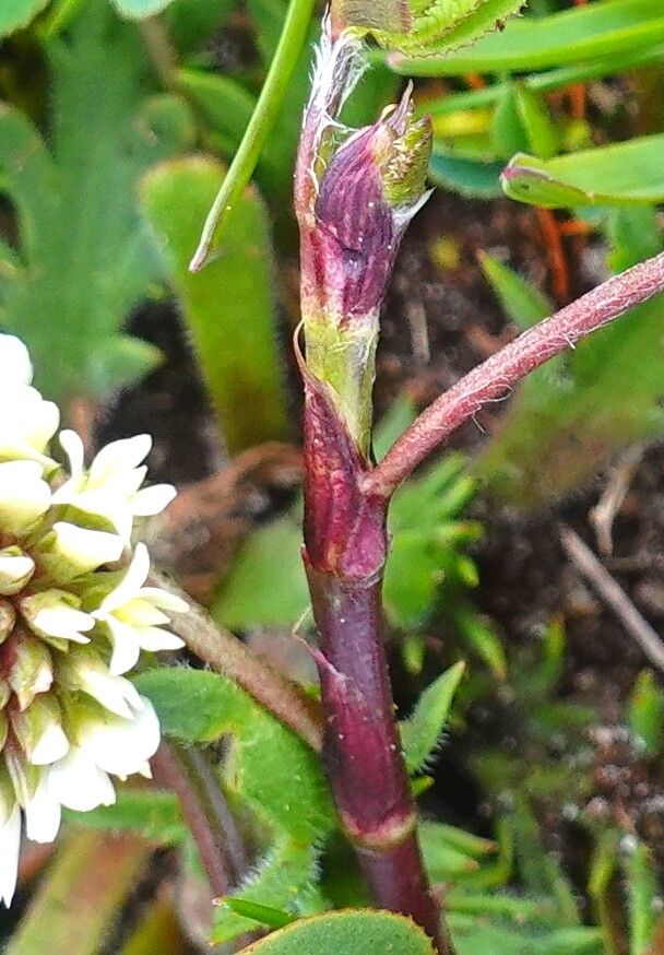 Trifolium occidentale bark