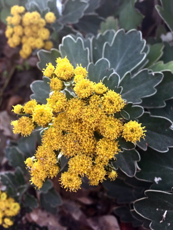 Ajania pacifica flower
