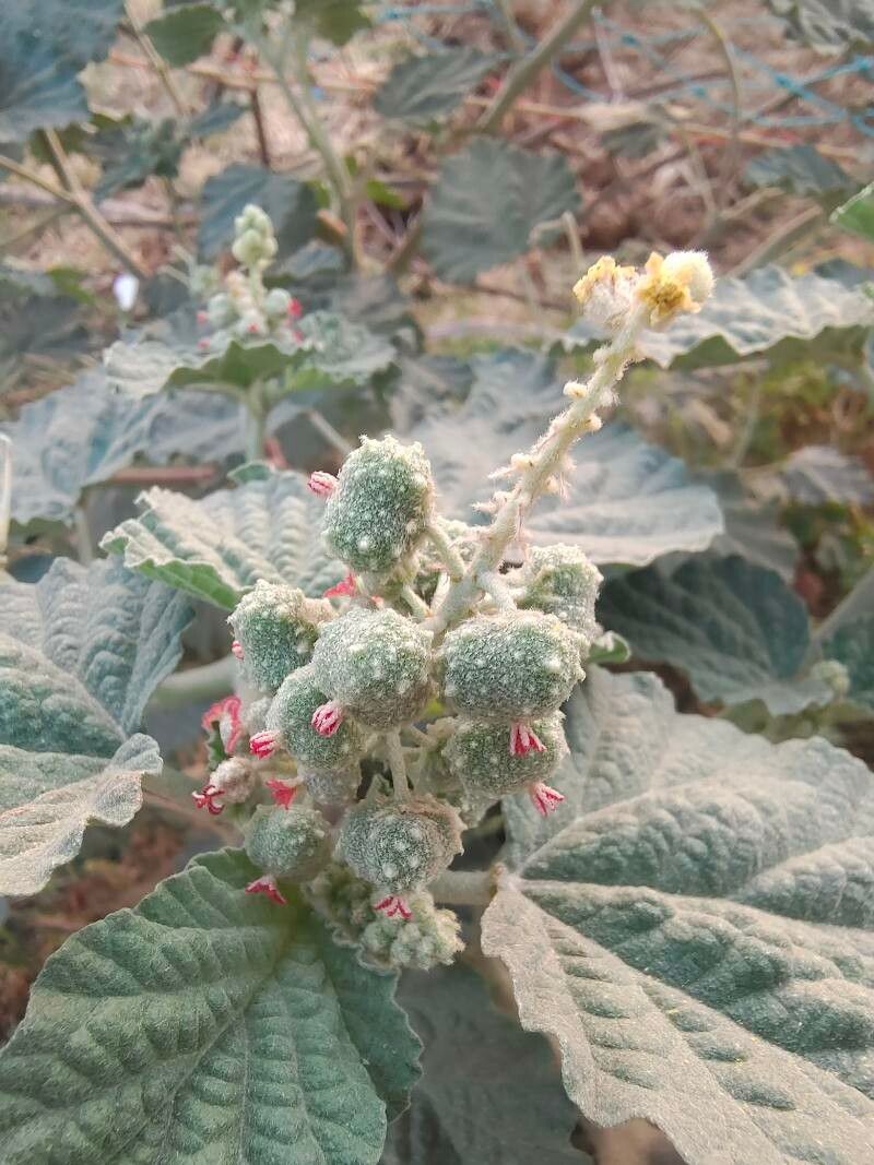 Chrozophora rottleri fruit