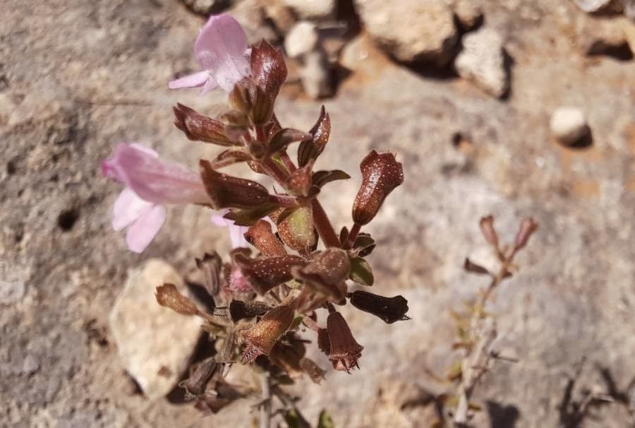 Micromeria marginata flower