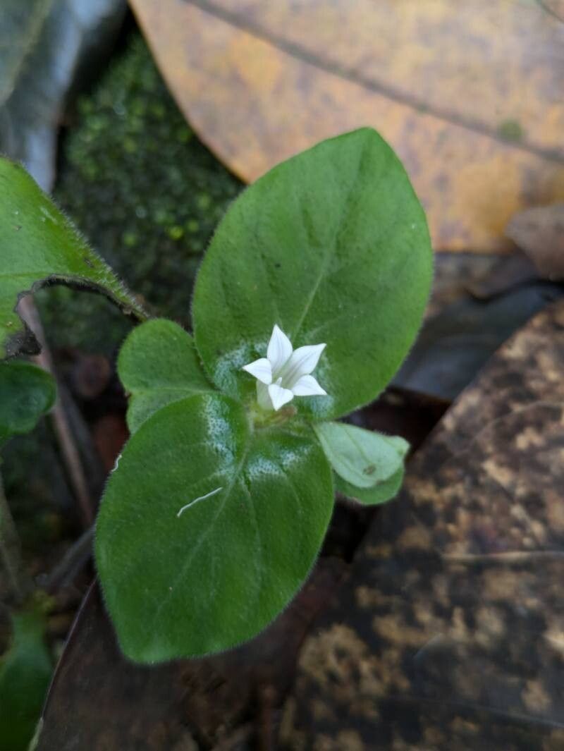 Spigelia pusilla — houseplant care guide