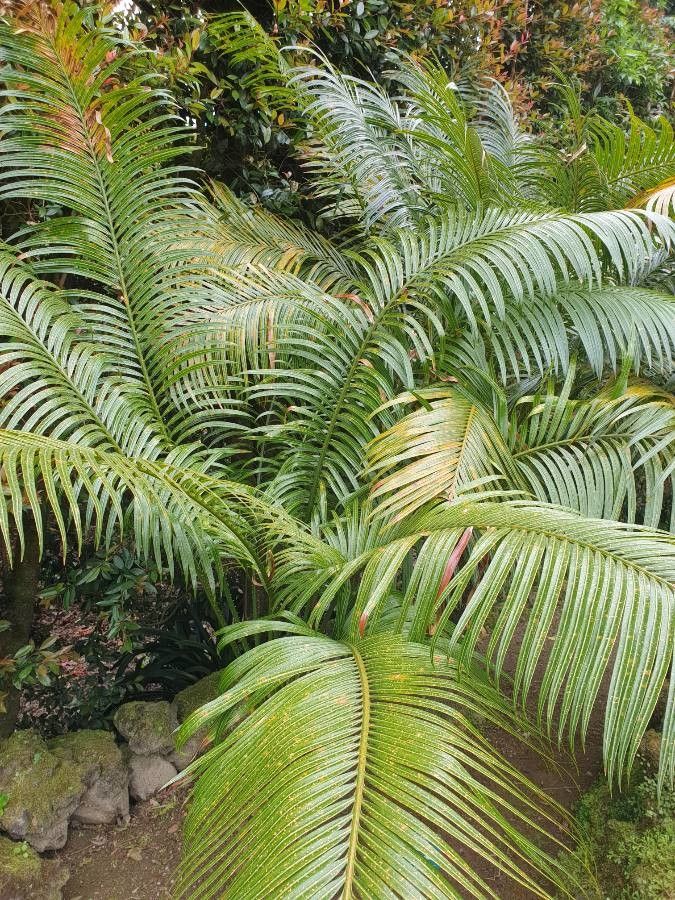 Cycas bougainvilleana habit