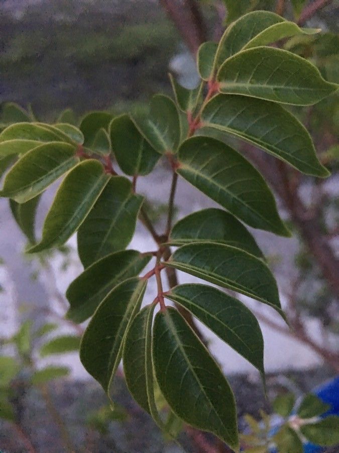 Rhus virens — search result for 'Anacardiaceae'