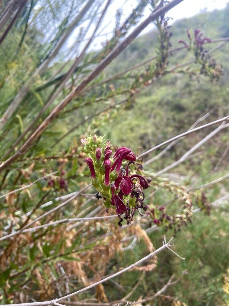 Lobelia polyphylla — houseplant care guide