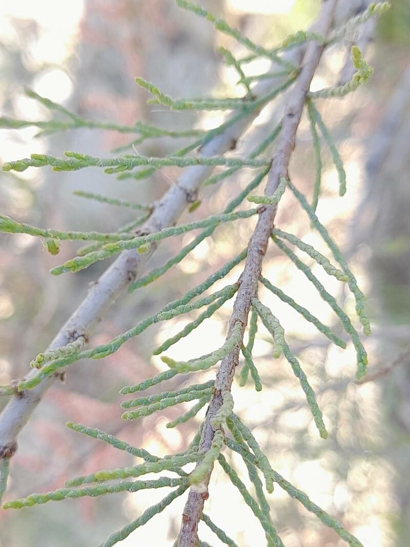 Tamarix florida leaf