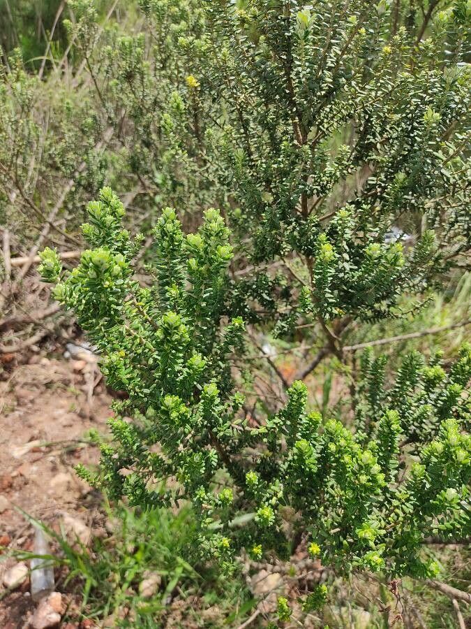 Baccharis uncinella — search result for 'Baccharis'