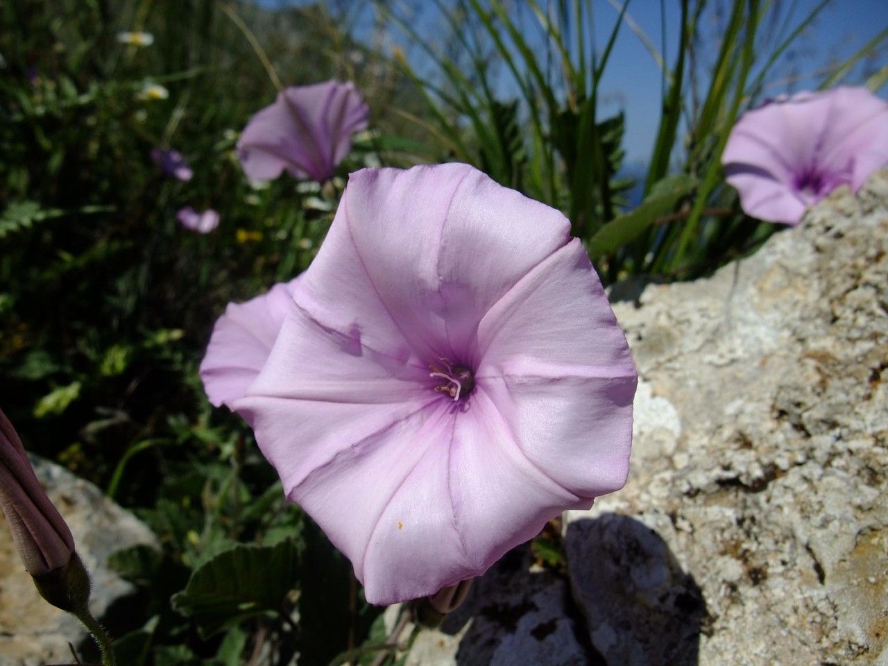 Convolvulus thunbergii flower