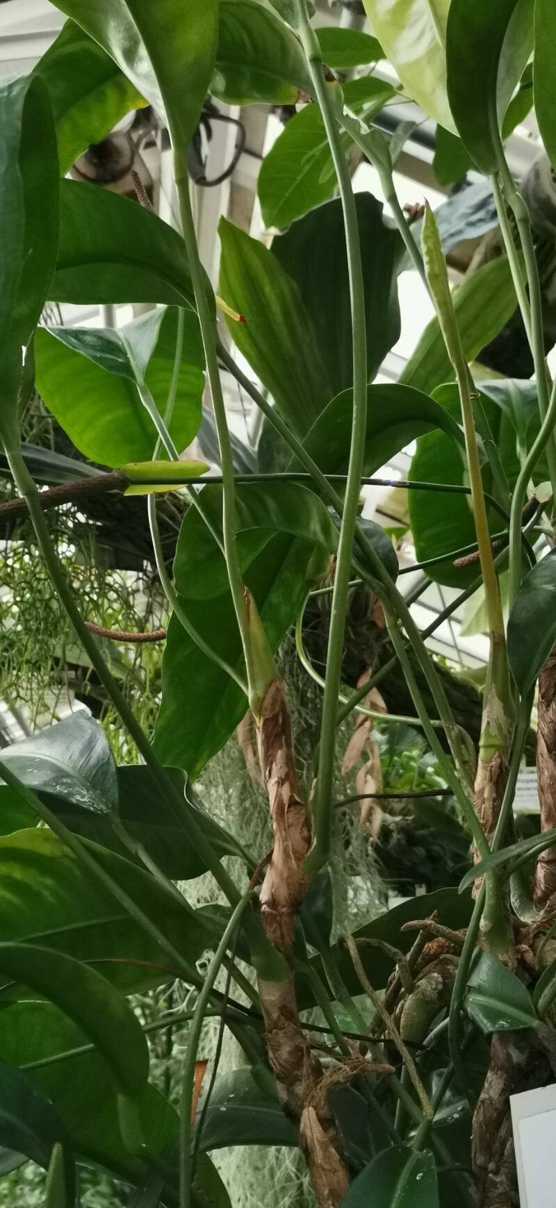 Anthurium loefgrenii habit