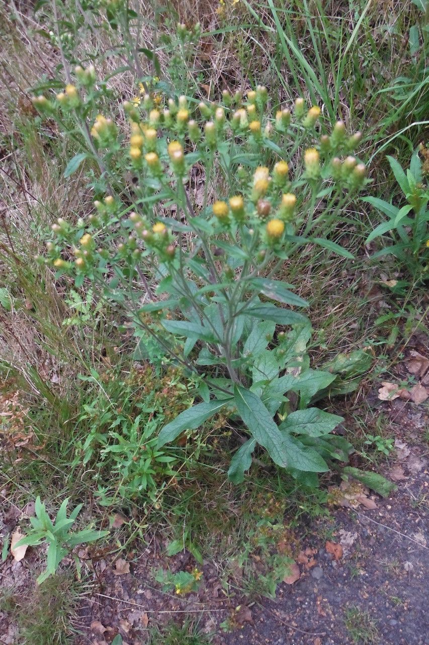 Inula conyzae habit