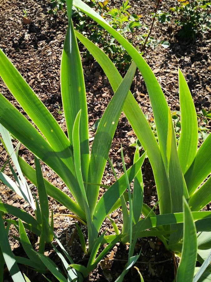 Iris barbatula — search result for 'Iris'