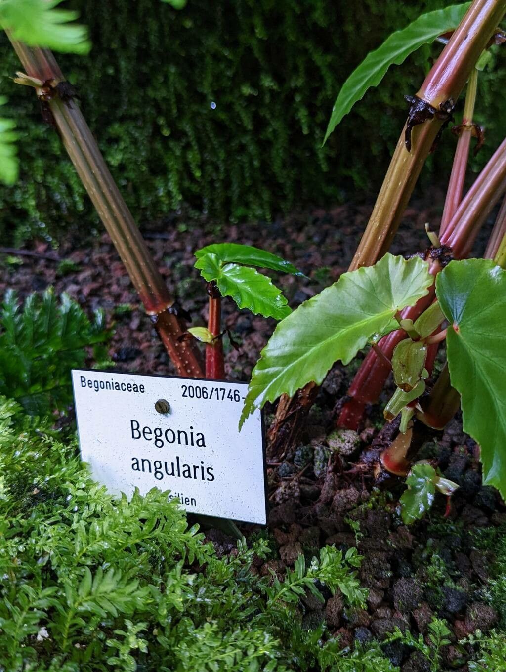 Begonia angularis bark