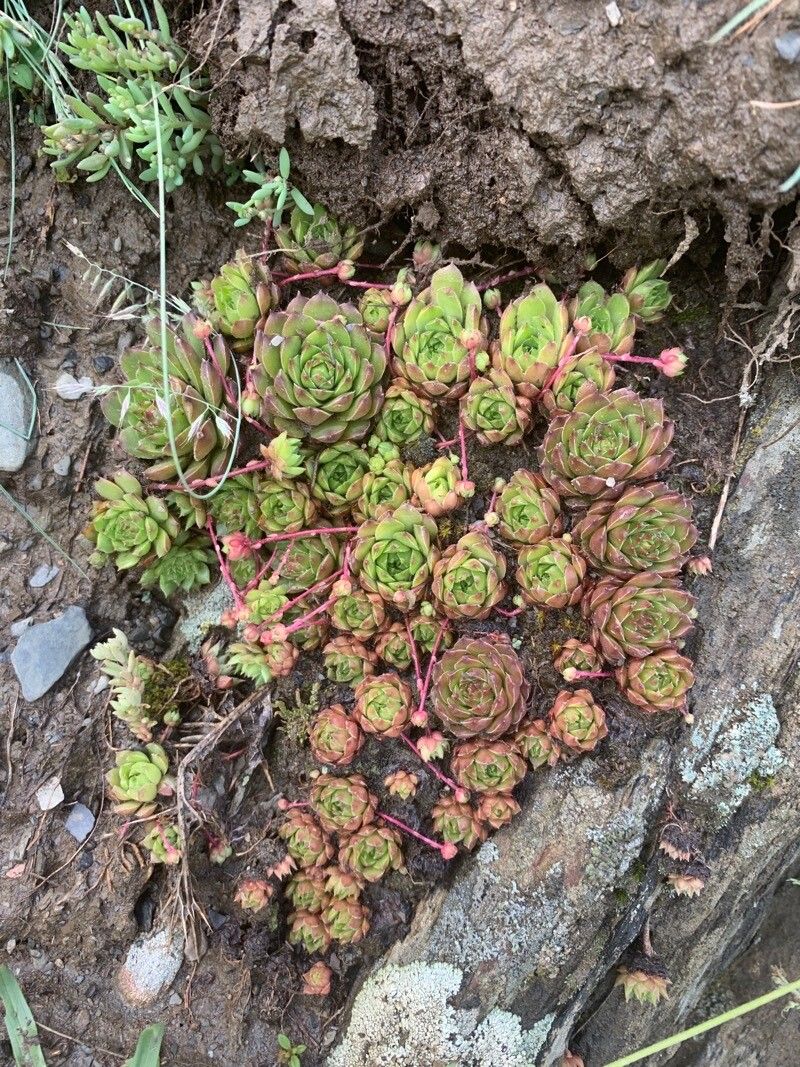Sempervivum caucasicum — search result for 'Sempervivum'