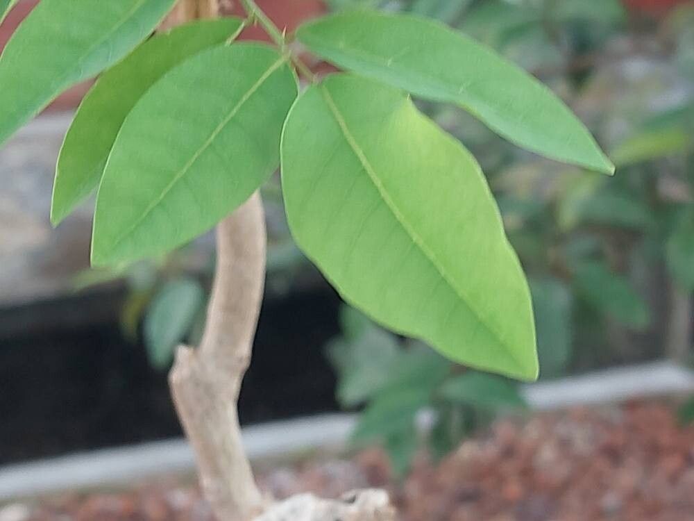 Phyllanthus megapodus — houseplant care guide