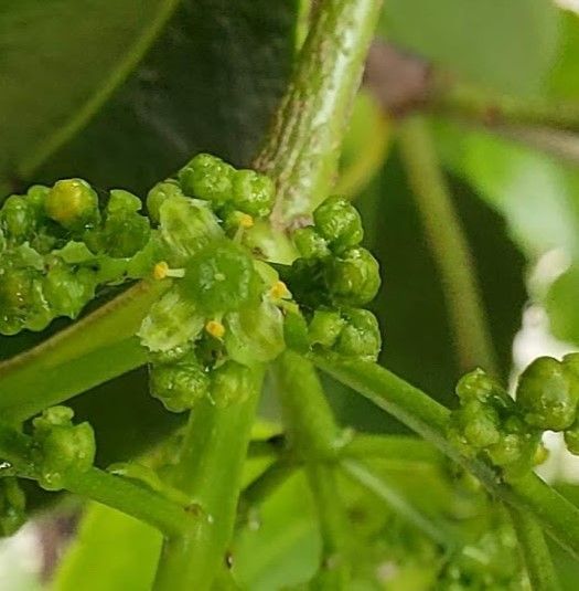 Elaeodendron curtipendulum flower
