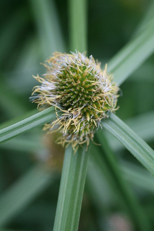 Kyllinga polyphylla flower