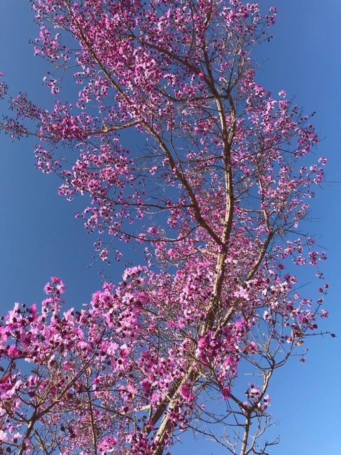Physocalymma scaberrimum flower
