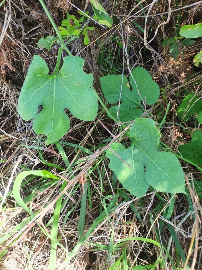 Kedrostis leloja leaf