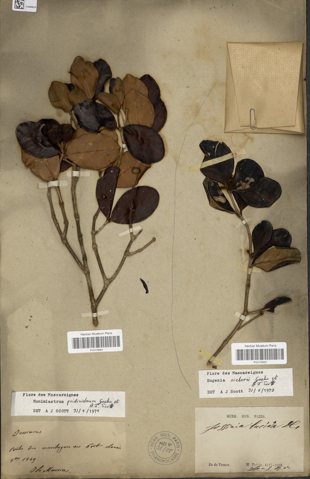 Eugenia sieberi — houseplant care guide