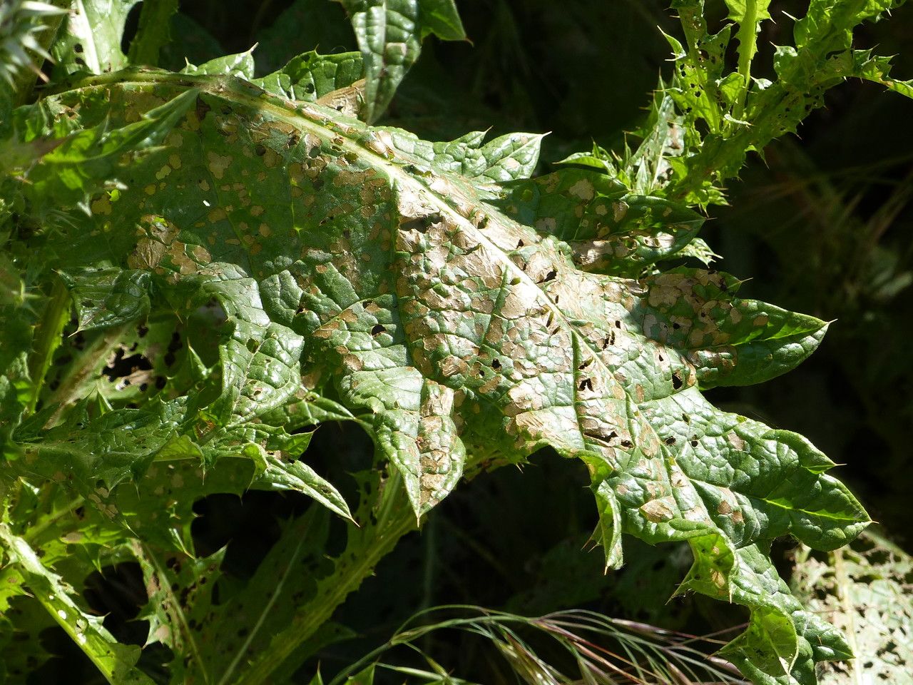 Onopordum tauricum — search result for 'Eurasia'