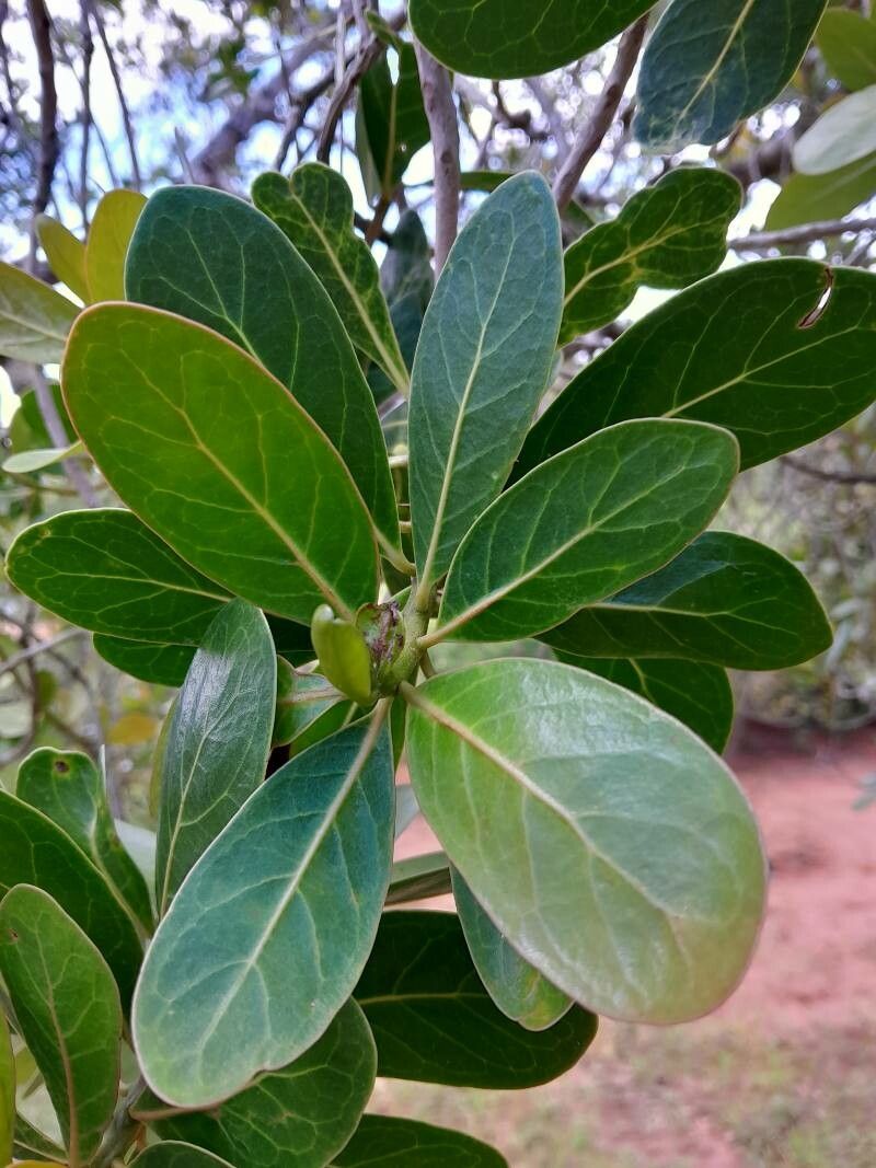 Uapaca bojeri leaf