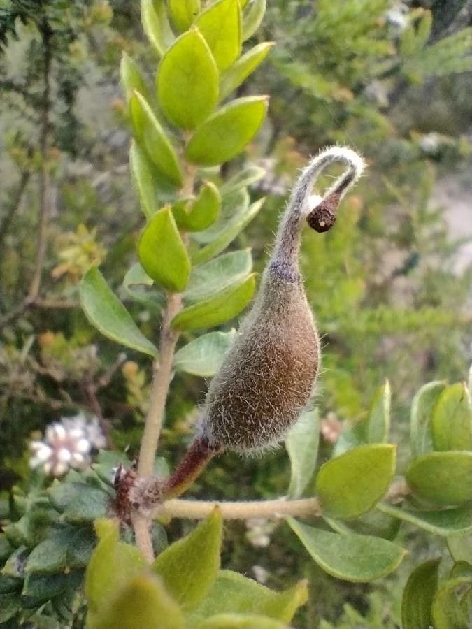 Grevillea buxifolia fruit