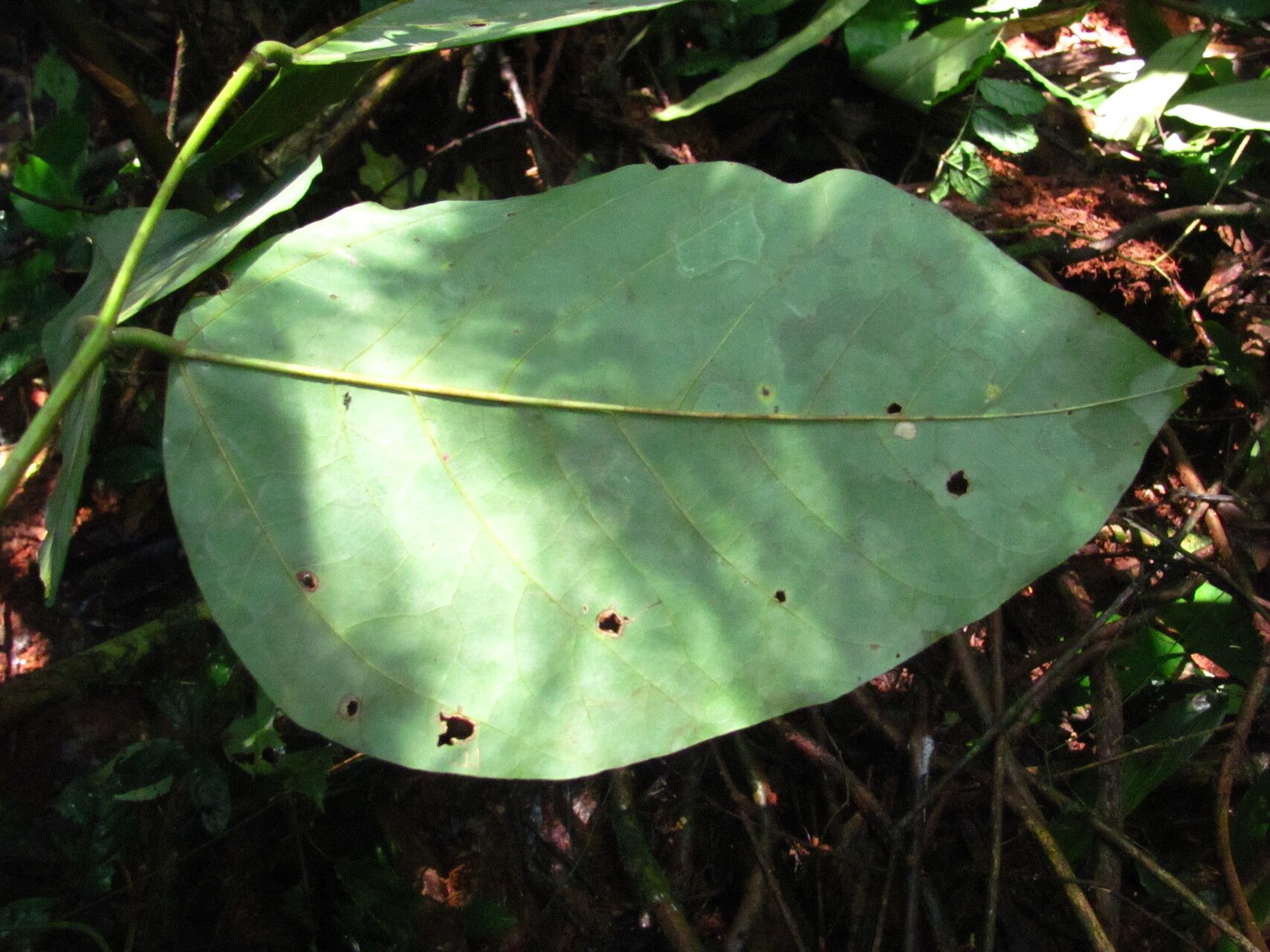 Zanthoxylum rubescens — houseplant care guide