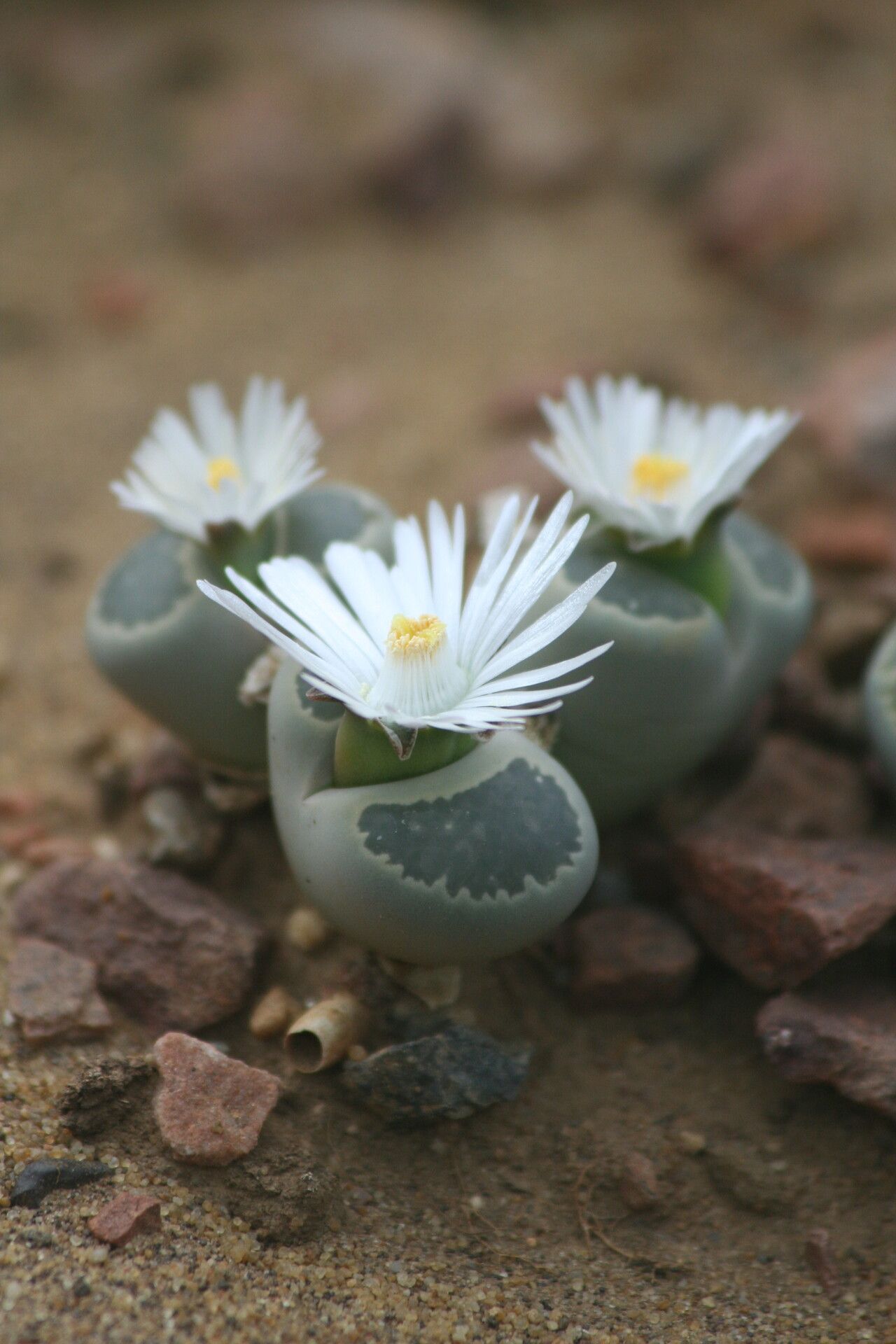 Lithops salicola flower