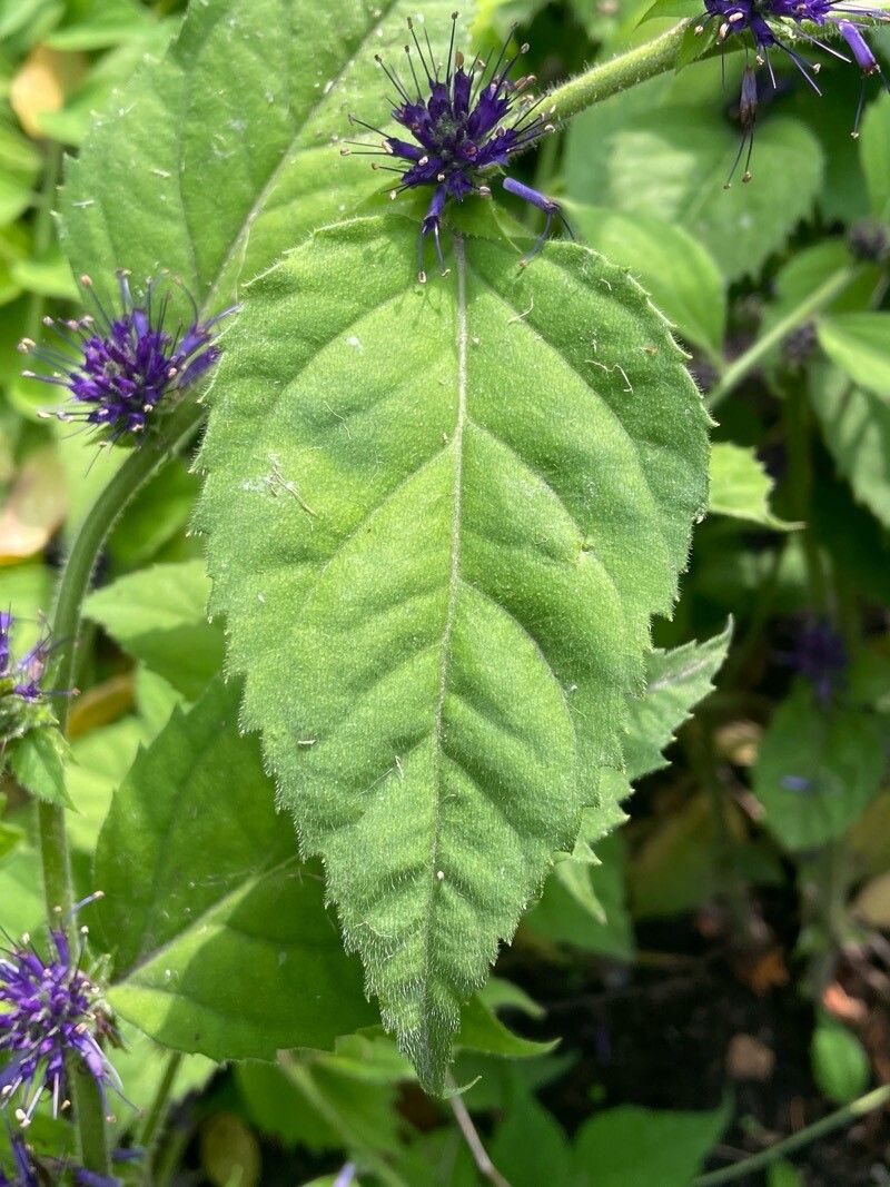 Veronicastrum villosulum
