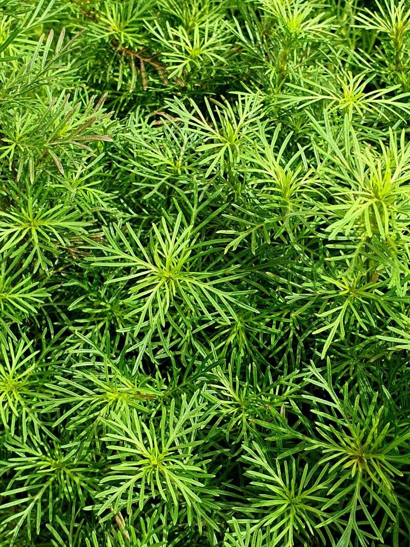 Tagetes foeniculacea