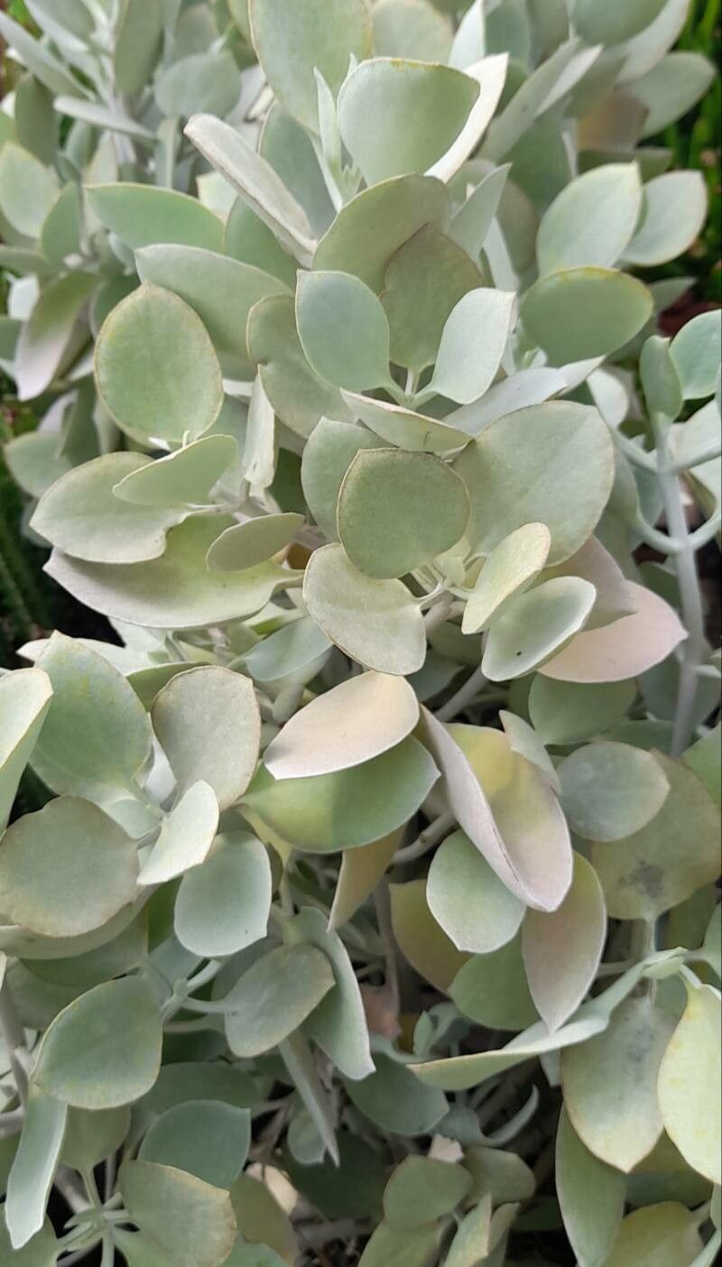 Kalanchoe bracteata leaf