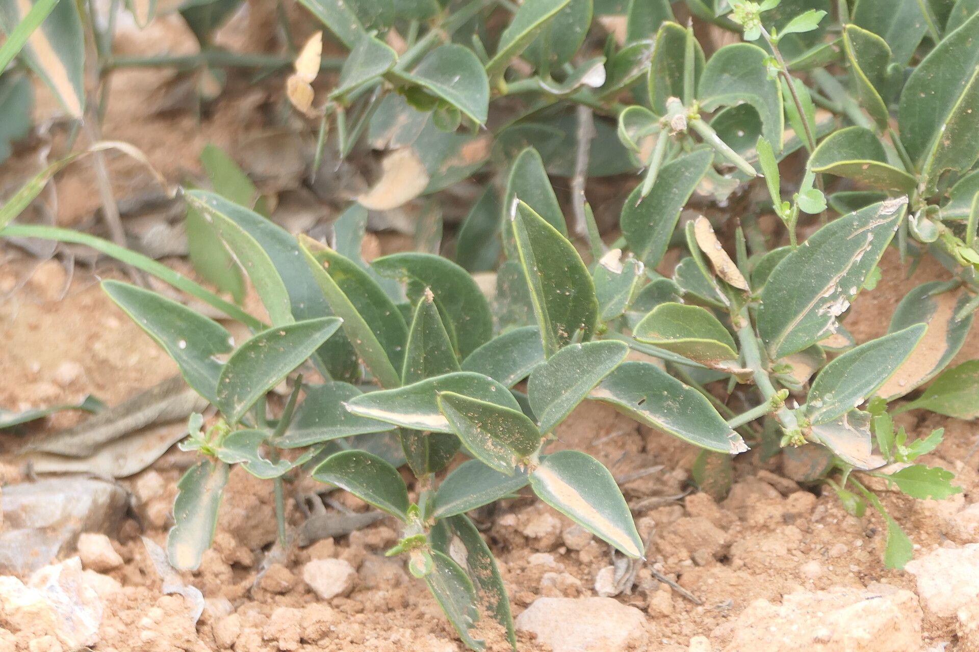 Azima tetracantha leaf