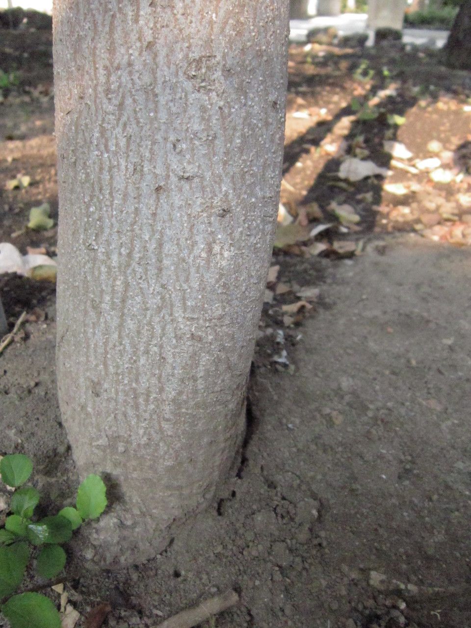Grewia caffra bark