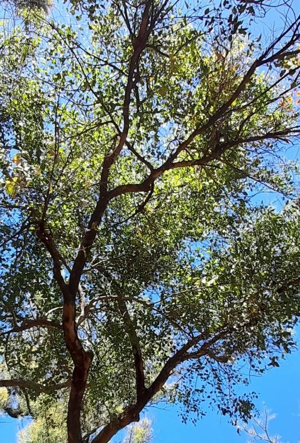 Eucalyptus camphora leaf
